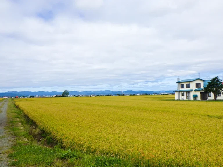 農地整備後状況